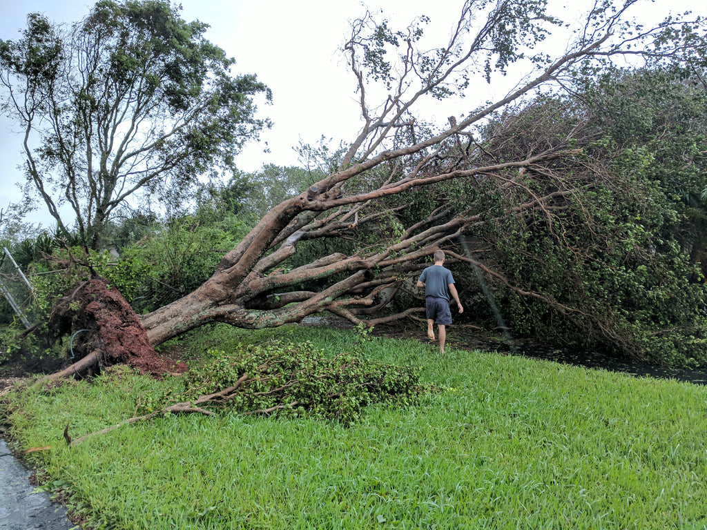 Hello Trees On My House